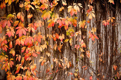 Close-up of autumn tree