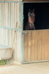 Horse in its box in a stable