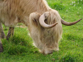 Cows on a westphalian meadow