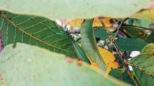 Close-up of lizard on plant