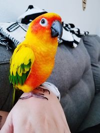 Close-up of hand holding bird