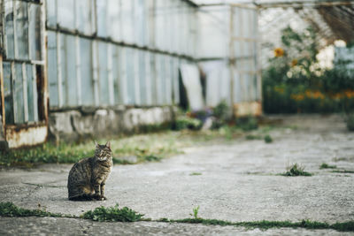 Cat sitting on footpath