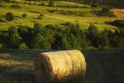 Hay bales on field against trees