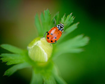 Close-up of ladybug on plant