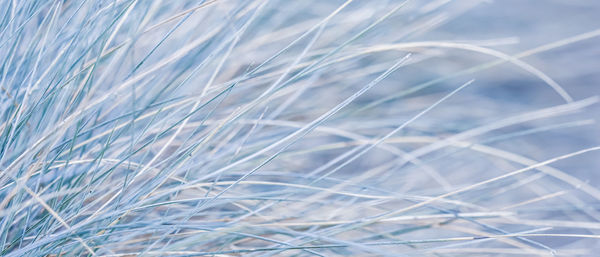 grass