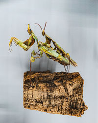 Close-up of insect on wooden post