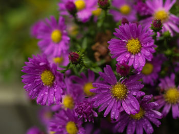 Close-up of purple flowers blooming outdoors