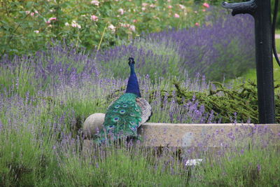 View of peacock on purple flowering plants