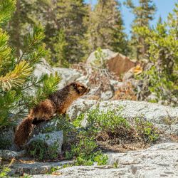 Side view of an animal on rock