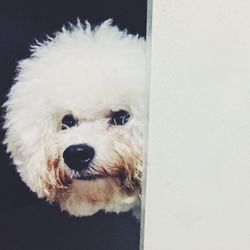 Close-up portrait of dog