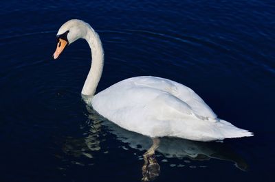 Swan swimming in lake