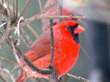 Close-up of bird perching on wall