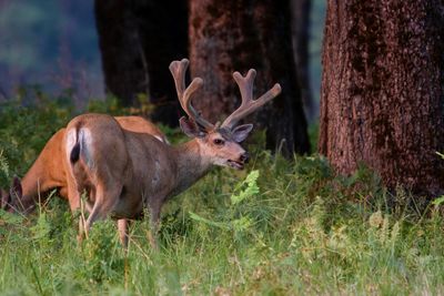 Deer with velvet antlers in a field