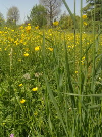 Close-up of yellow flowering plants on field