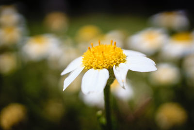 Close-up of white flower blooming outdoors