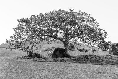 Tree on field against clear sky