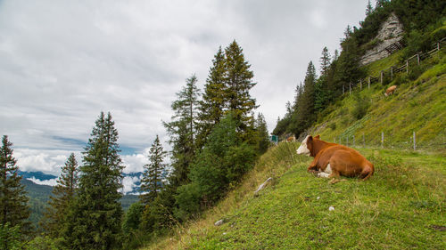 Cows on grassy mountain