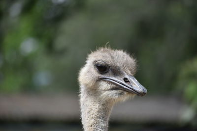 Close-up of a bird against blurred background