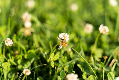 Close-up of flowering plant on field