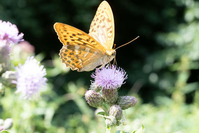 Butterfly pollinating on purple flower