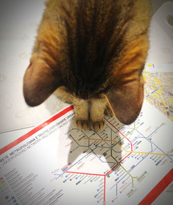 High angle view of cat on table