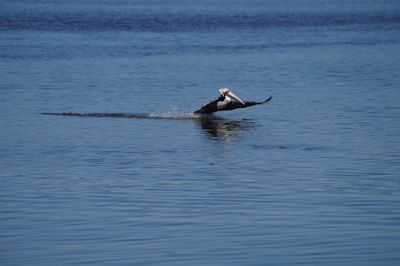 Bird swimming in sea