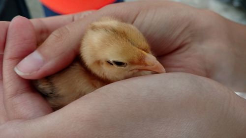 Close-up of baby hand holding bird