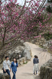 Close-up of cherry blossoms in spring