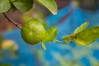 Close-up of fruit growing on tree