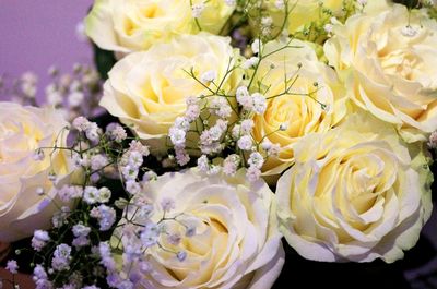 Close-up of rose blooming