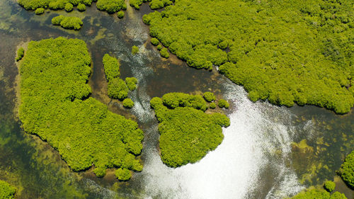 High angle view of plants by river in forest