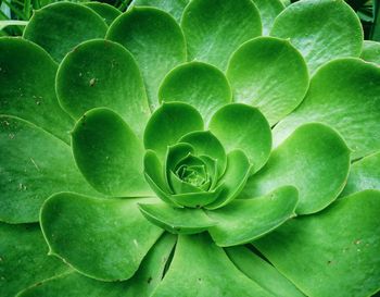 Full frame shot of green plant