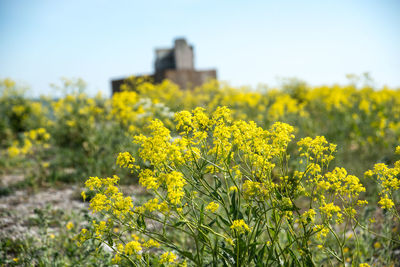 Close-up of yellow flowers blooming on field