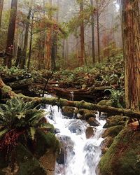 River flowing through forest