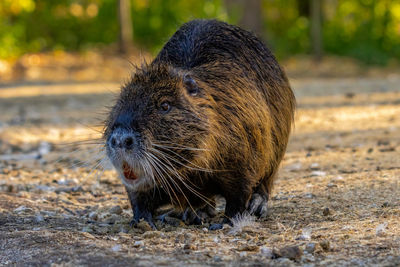 Close-up of pig on field