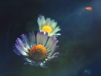 Close-up of flower blooming outdoors