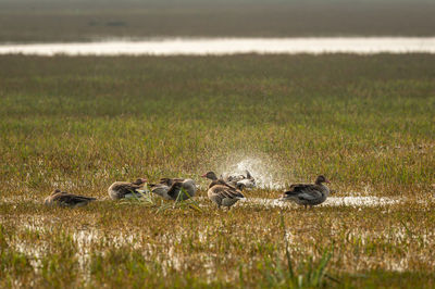 View of birds in water