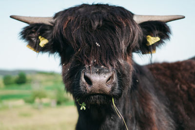 Close-up portrait of a horse