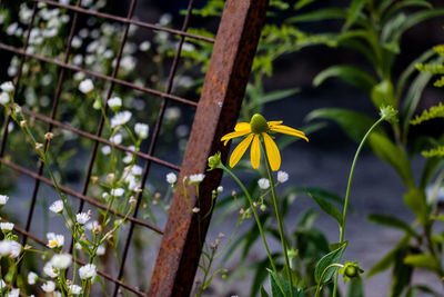 Close-up of yellow flowering plant