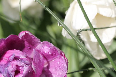 Close-up of water drops on flower