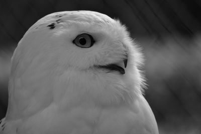 Close-up of a bird