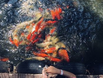 View of fish swimming in pond