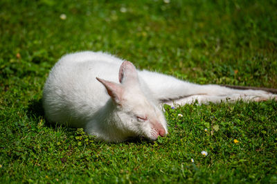 animal