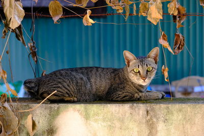 Portrait of a cat lying on retaining wall