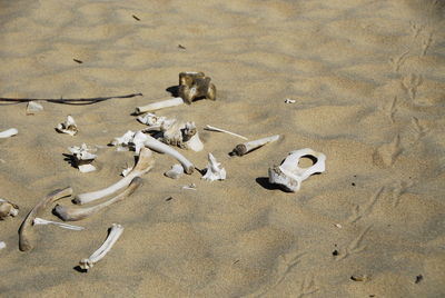 High angle view of animal bones at beach