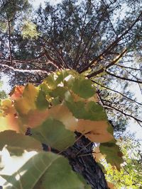 Low angle view of flowering plant against sky