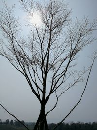 Low angle view of bare tree against clear sky