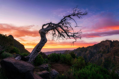 Scenic view of tree in landscape against sky during sunrise 