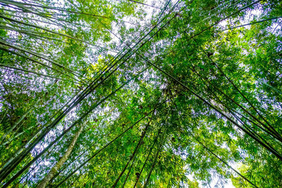 Low angle view of bamboo trees