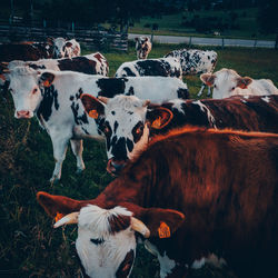 View of cows on field